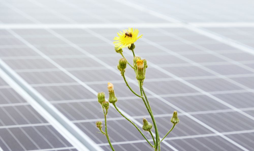 Dieses Bild zeigt eine Blume vor Photovoltaikanlagen und verdeutlicht das Thema Ertragsprognose: So wirtschaftlich ist Photovoltaik für Unternehmen