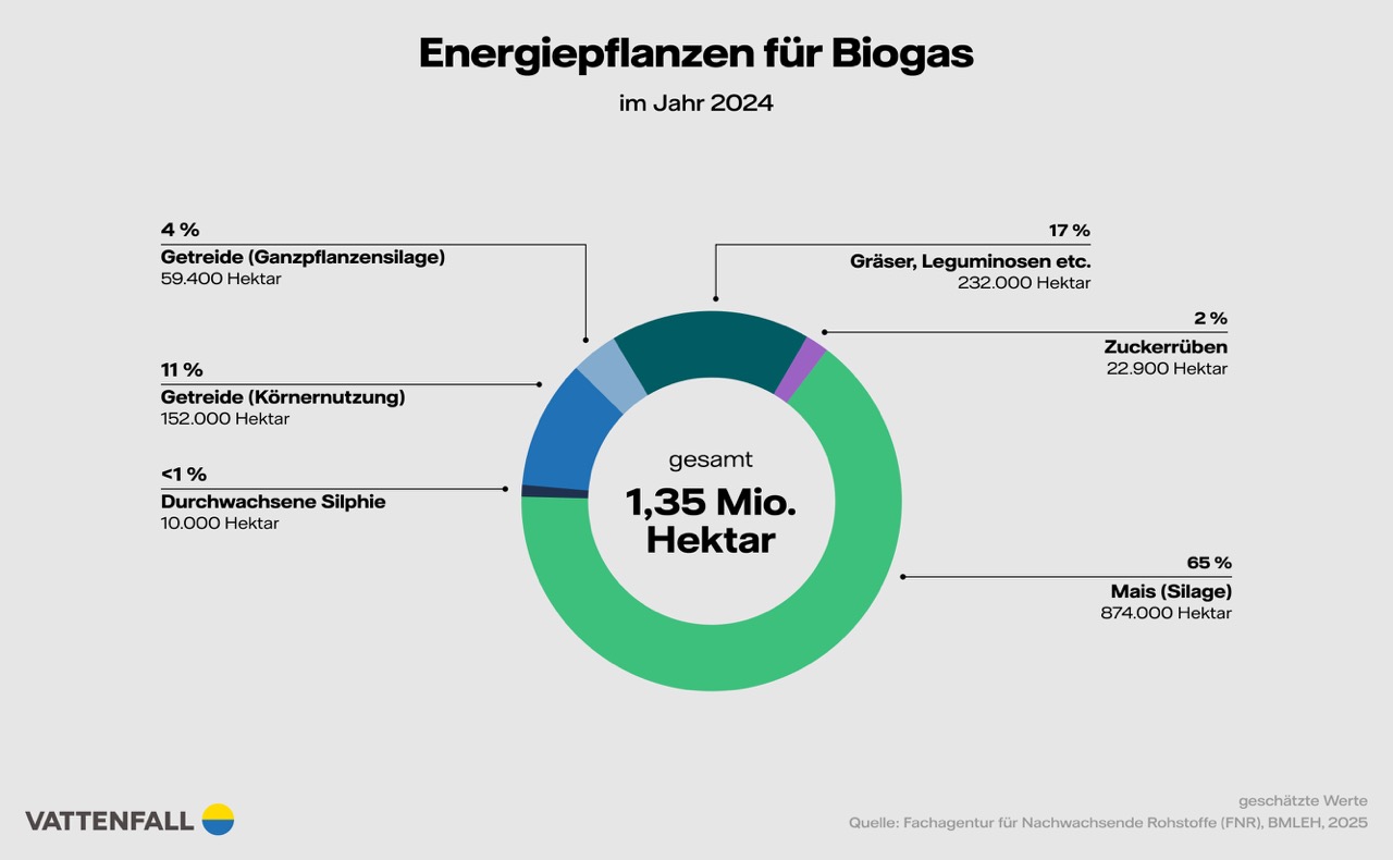 Infografik mit dem Titel „Energiepflanzen für Biogas im Jahr 2024“. In der Mitte steht: „gesamt 1,35 Mio. Hektar“. Ein Kreisdiagramm zeigt die Anteile verschiedener Pflanzenarten: 65 % Mais (Silage), 874.000 Hektar 17 % Gräser, Leguminosen etc., 232.000 Hektar 11 % Getreide (Körnernutzung), 152.000 Hektar 4 % Getreide (Ganzpflanzensilage), 59.400 Hektar 2 % Zuckerrüben, 22.900 Hektar < 1 % Durchwachsene Silphie, 10.000 Hektar. Unten steht das Logo von Vattenfall sowie die Quellenangabe: „Fachagentur für Nachwachsende Rohstoffe (FNR), BMLEH, 2025“.