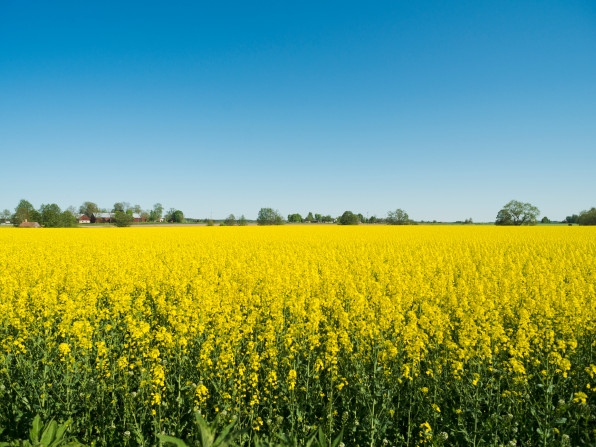 Leuchtend gelber Raps, soweit das Auge sieht.
