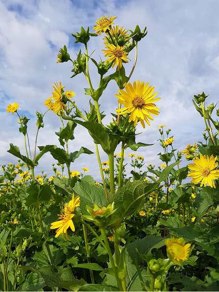 Die gelbblühende Silphie erinnert an eine Sonnenblume in klein.