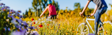Zwei Personen mit Sommerkleidung und einem Fahrradhelm auf, fahren mit Fahrrädern durch eine bunte Blumenwiese.