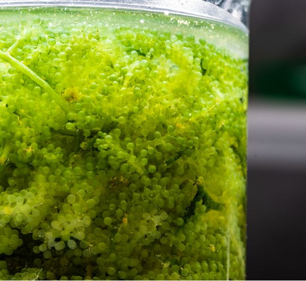 Grüne Algen für die Herstellung von Biokraftstoffen