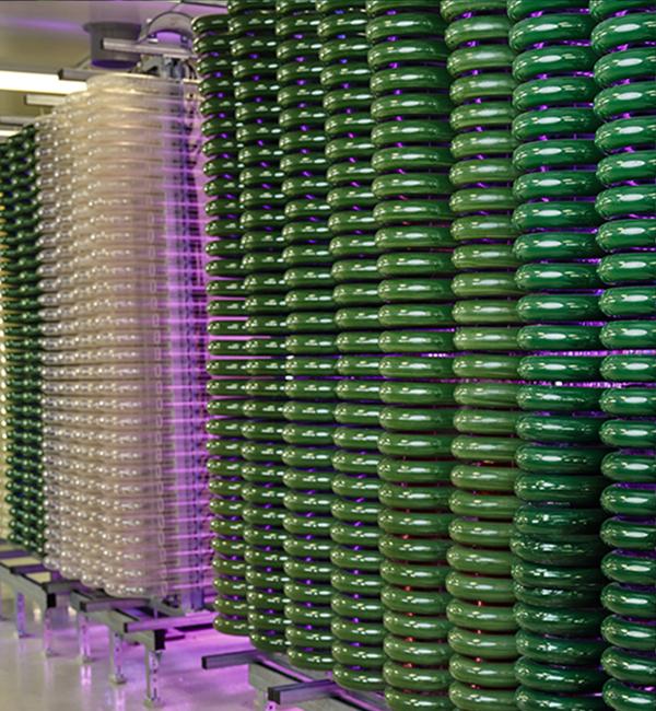 Dieses Foto zeigt einen aktiven Photobioreaktor von Algenwerk