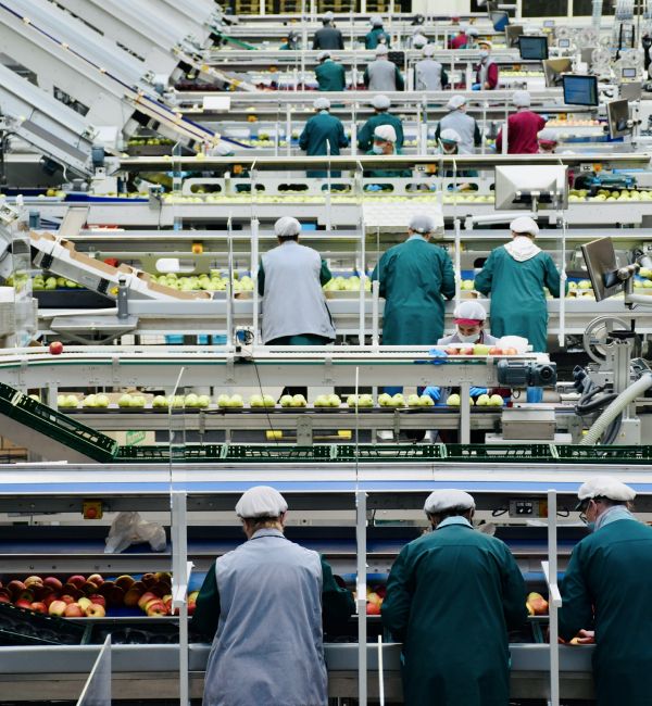 CBAM - Grenzausgleich, Menschen sortieren Nahrungsmittel an Fließbändern