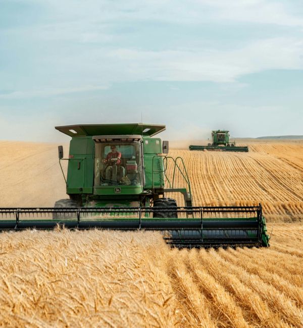 Zwei Mähdrescher ernten ein weitläufiges Weizenfeld bei bewölktem Himmel.