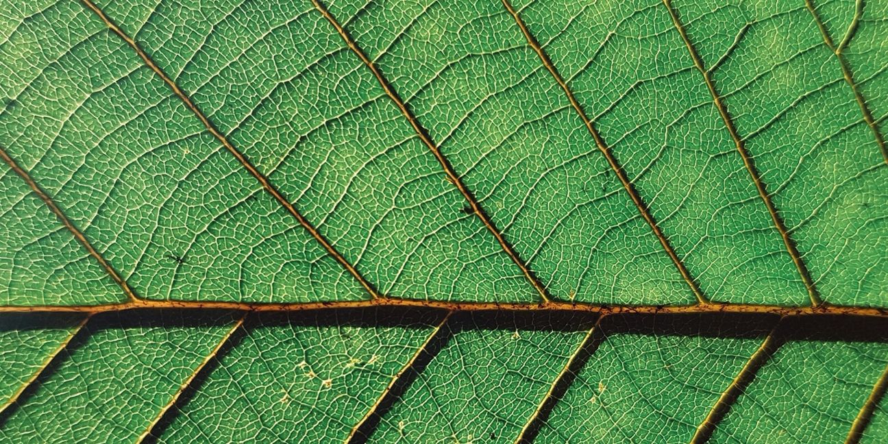 Dieses Bild zeigt ein Blatt und verdeutlicht das Thema Die Notwendigkeit von Nachhaltigkeit für kleine und mittelständische Unternehmen