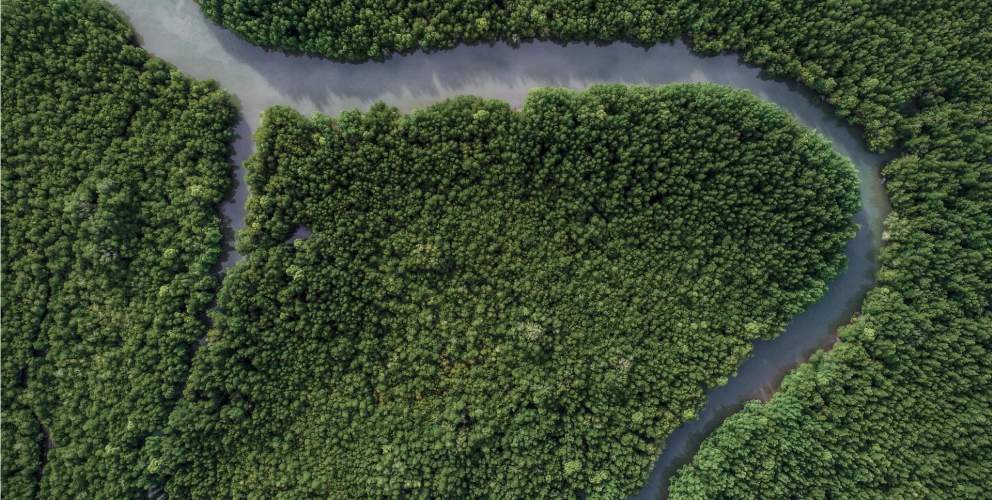 Wald und Fluss von oben