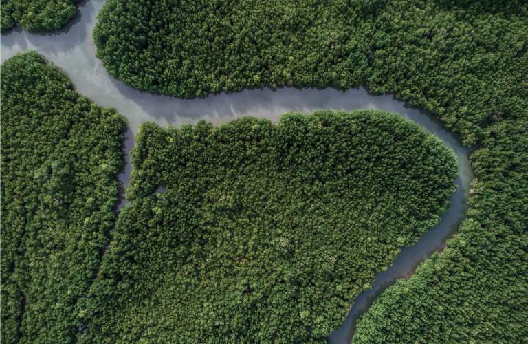 Wald und Fluss von oben