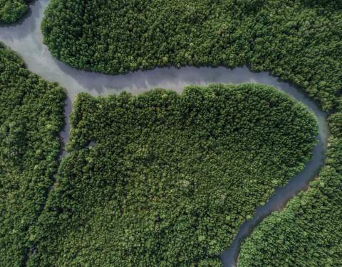 Wald und Fluss von oben