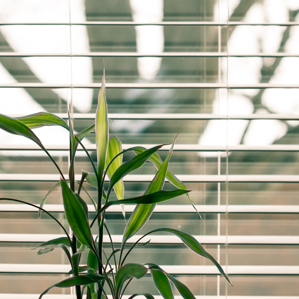 Pflanze am Fenster mit Rollläden