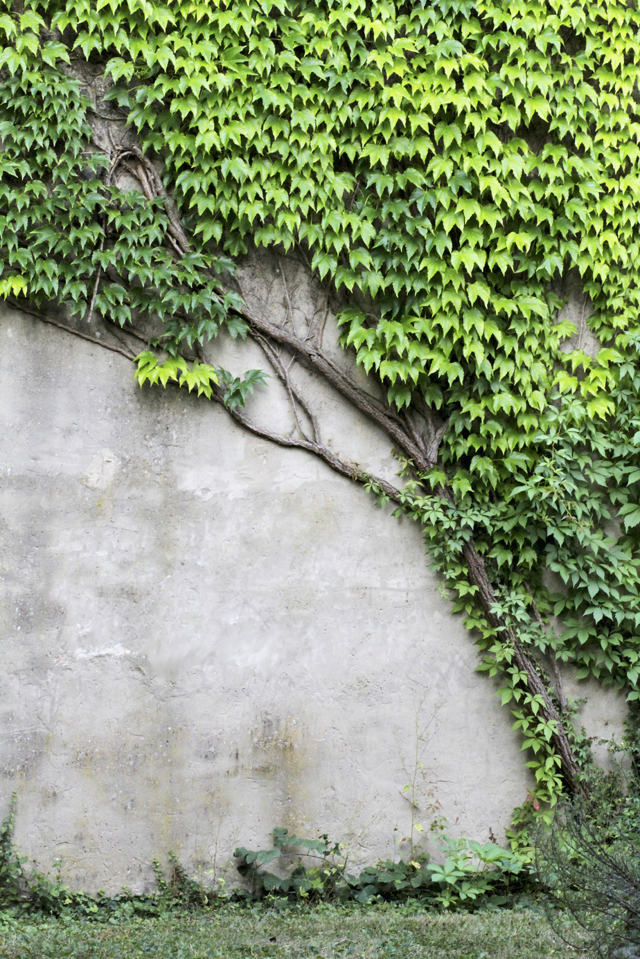 Efeu rankt sich als Selbstklimmer eine Natursteinwand empor