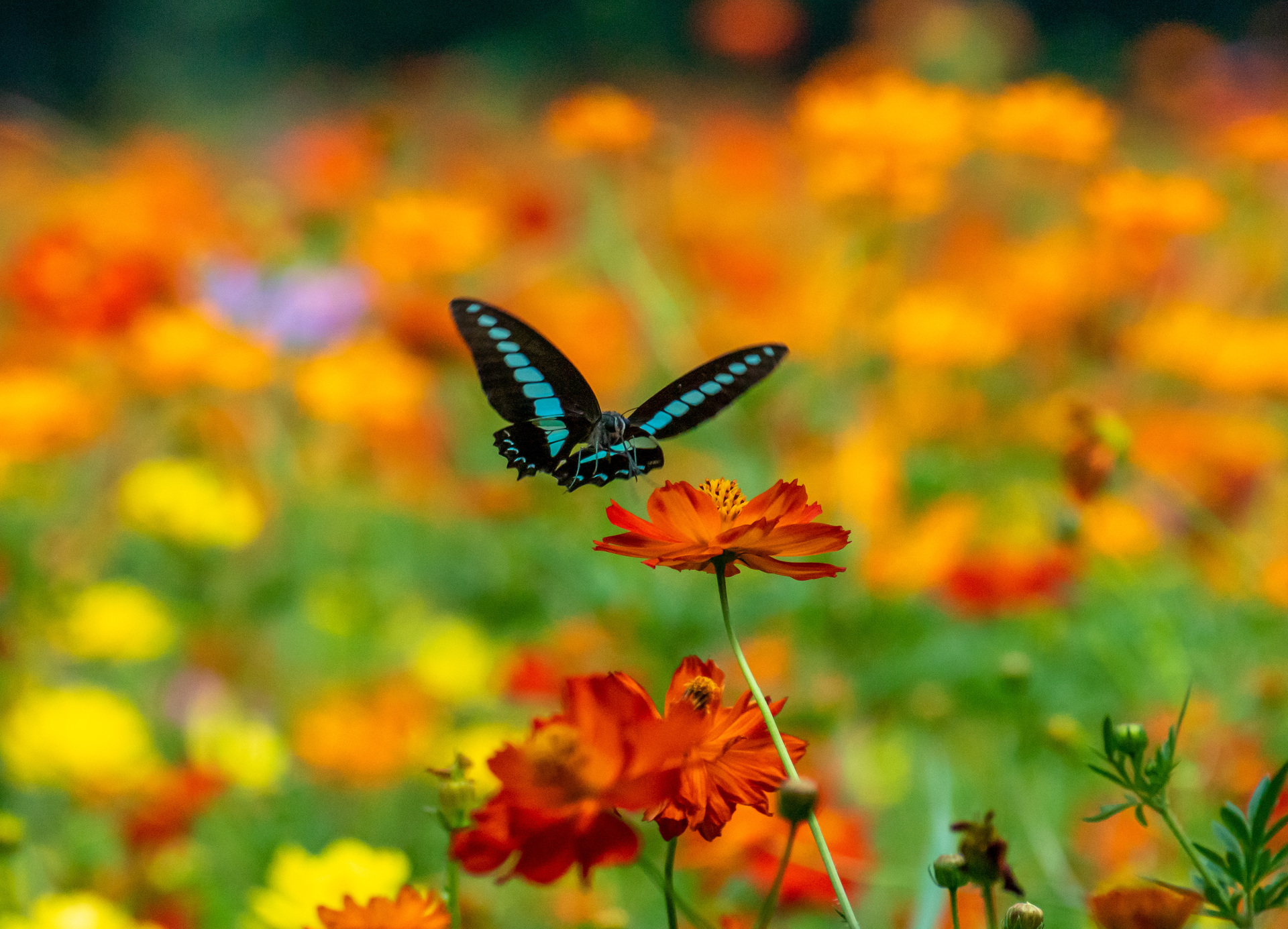 Schmetterling mit blauen Streifen auf einer orangefarbenen Blume