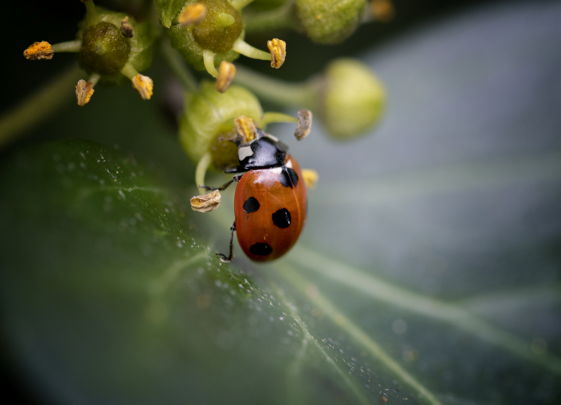 Marienkäfer auf einem grünen Blatt mit Blütenknospen