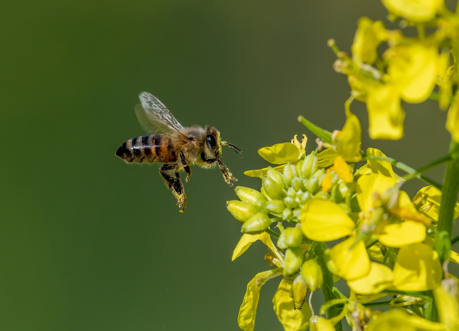 Honigbiene fliegt zur gelben Blüte