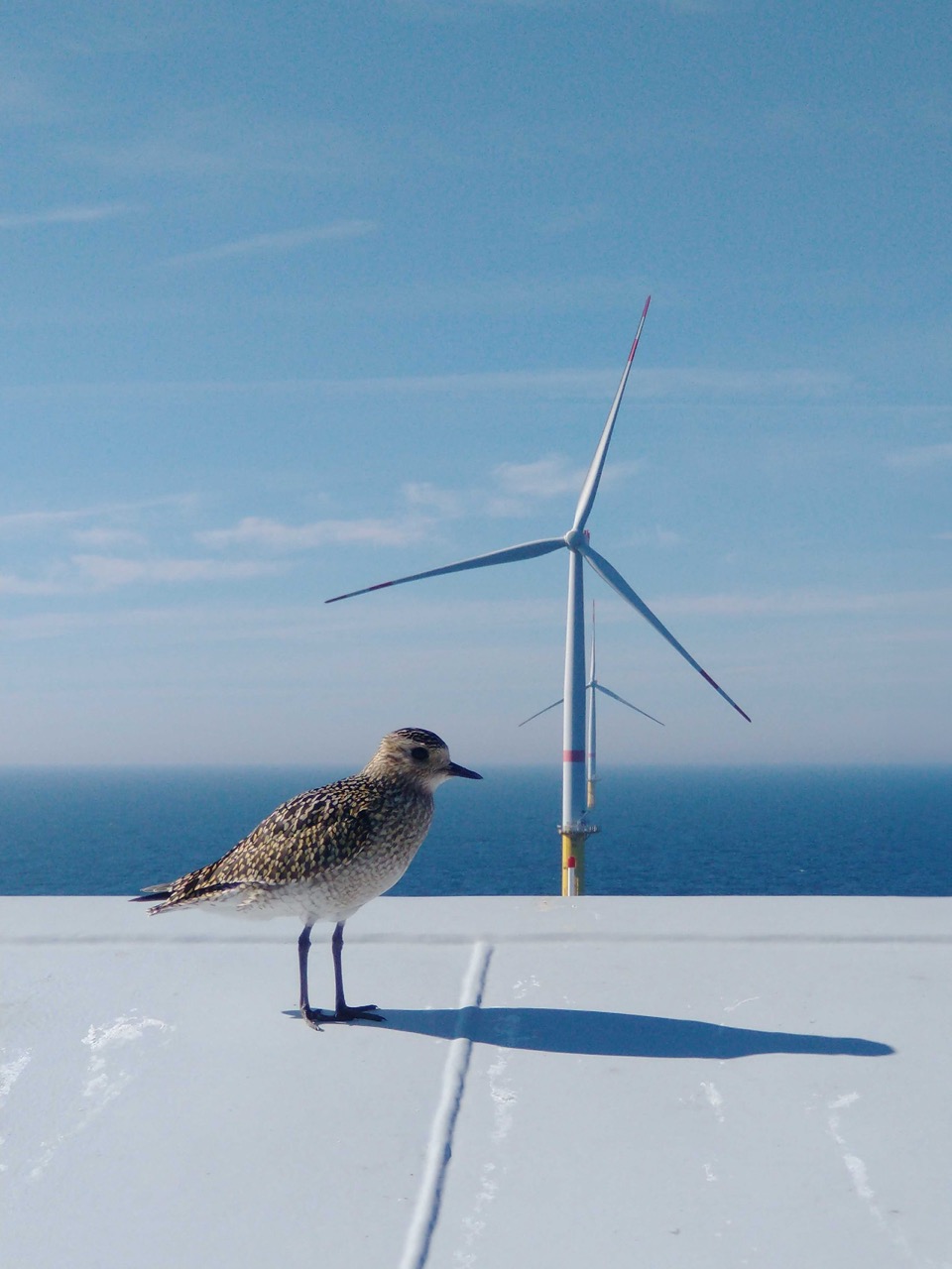 Vogel sitzt auf einer Windkraftanlage in einem Offshore-Windpark zur Stromerzeugung.