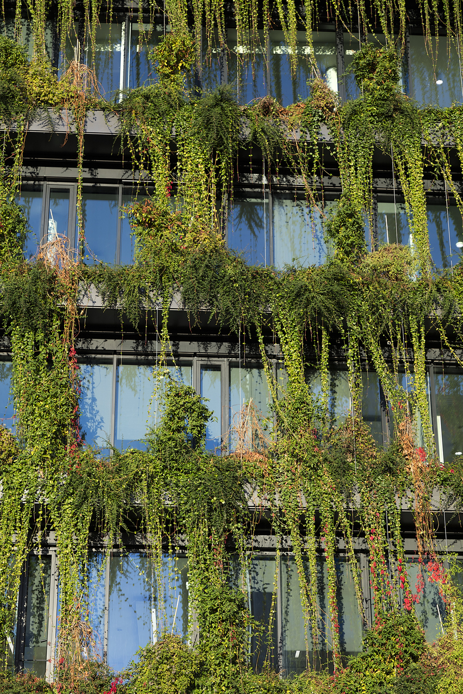 Verschiedene Pflanzen hängen wie ein güner Vorhang von der Hausfassade.