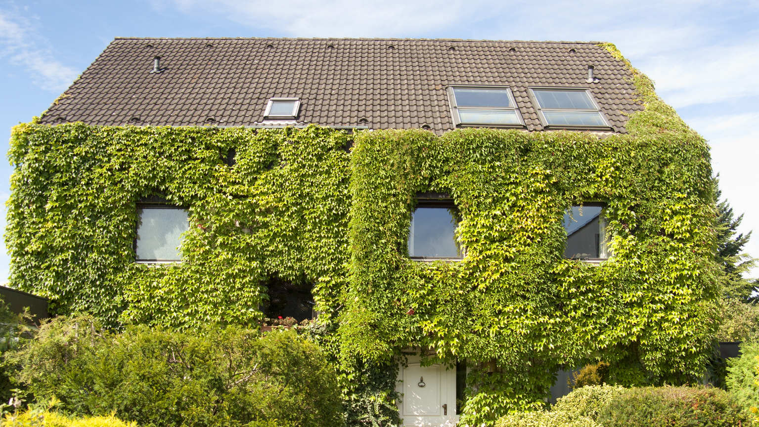 Doppelhaus mit üppig begrünter Fassade