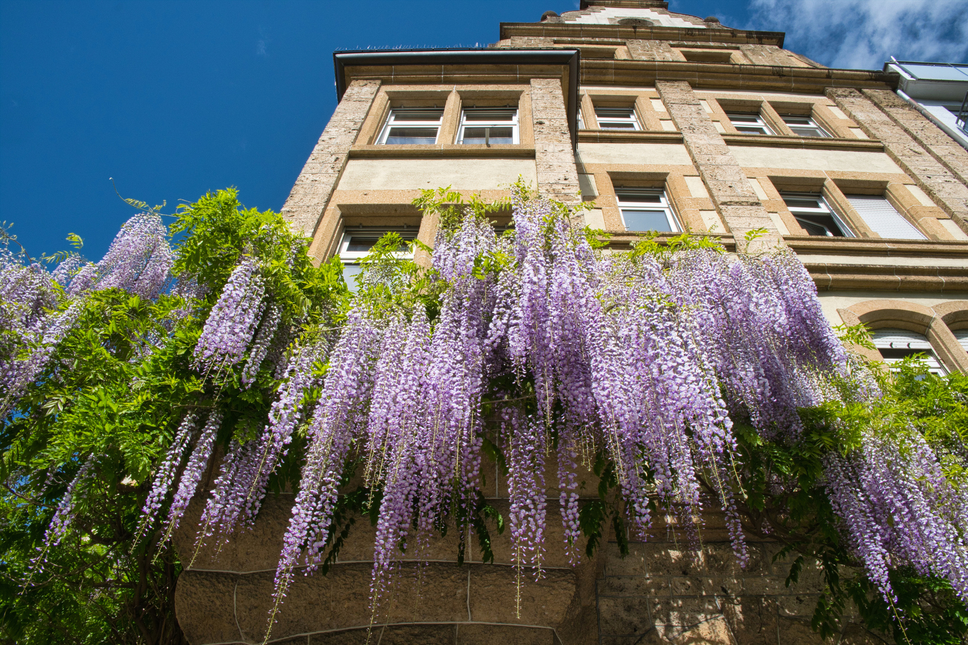 Blumen die von einer Hauswand wachsen