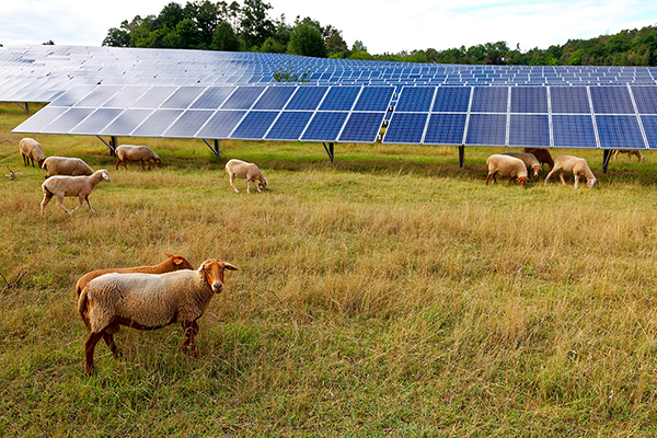 schafe-vor-solar