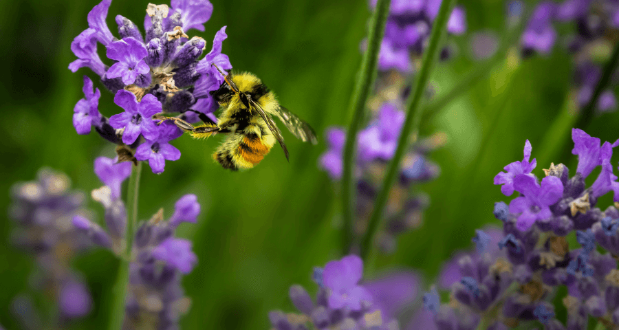 Lavendel für Bienen